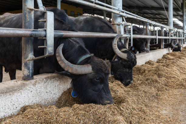 Buffalo on a farm during feeding