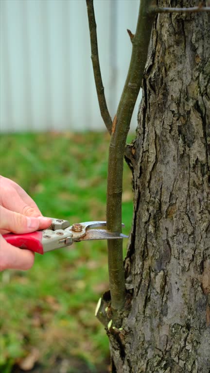 Person pruning branches of tree with old dusty hand pruning shears with red grip handless. Nip pruner for tree brunches. Garden snip. Classic garden scissors with steel blade for cutting branches