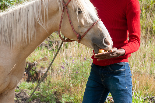 A person in a red sweater offers an apple to a white horse, showcasing a serene human-animal interaction.