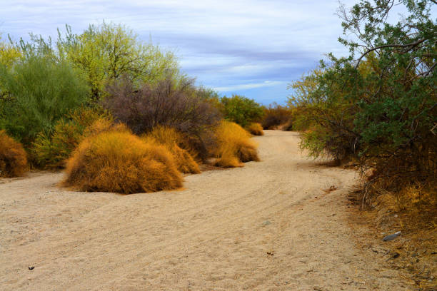 USA Southwest outdoors: hiking on the trails of Arches National Park. The cryptobiotic delicate desert soil and biocrusts are a crucial ecosystem feature