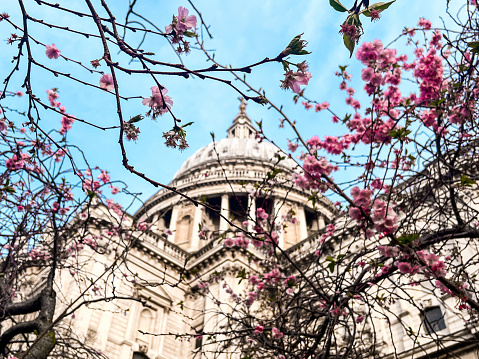 Astonishing Saint Paul's Cathedral in London covered in pink cherry blossom with a bright blue sky on the background. Perfect place for worshiping, meditation and relaxation.