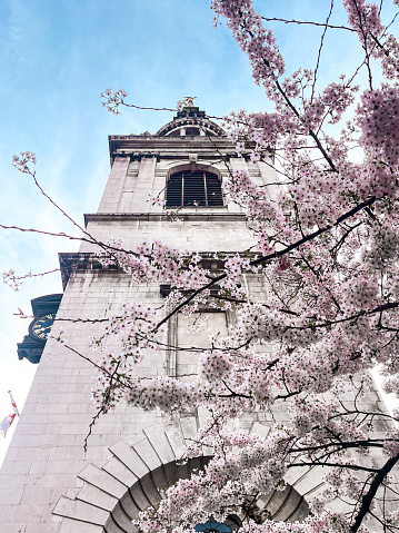 Church in London covered in white cherry blossom with a bright blue sky on the background. Perfect place for worshiping, meditation and relaxation.