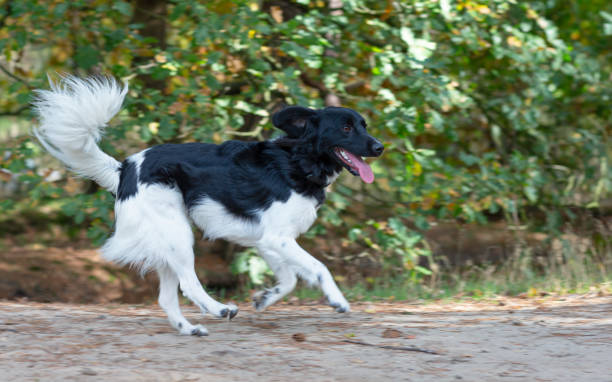 Side-view close-up (panning) of a single adult 15 months old female black & white Stabyhoun dog (called \