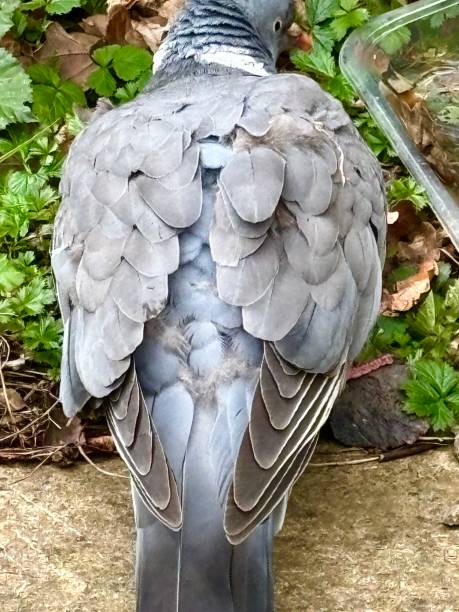 istock Rear view of a pigeon 2149976429