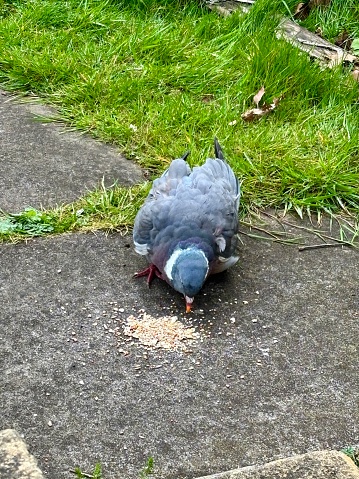 A close up profile on a single common wood pigeon fledgling on the ground pecking at some bird seed.