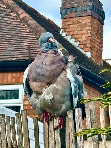 A close up profile in full of a single common wood pigeon fledgling perched on a wooden fence, its head tilted to one side inquisitively