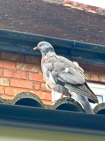A close up side profile in full of a single common wood pigeon fledgling perched on a tiled roof