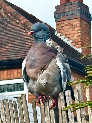 A close up side profile in full of a single common wood pigeon fledgling perched on a wooden slatted fence