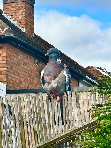 A side profile in full of a single common wood pigeon fledgling perched on a wooden slatted fence