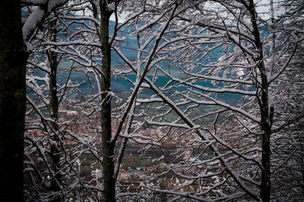 A snowy forest with a city in the background. The trees are bare and covered in snow.