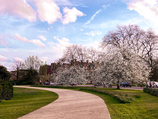 Cozy alley in the park under the pink blossom of sakura in London. Empty bench is at the background. Perfect day for walking. Copy space and wallpaper worthy.