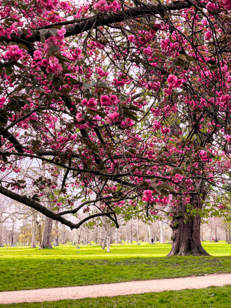 istock Cozy park alley under the pink cherry blossom 2149977683