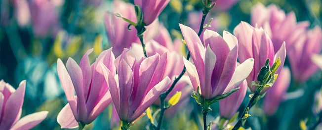 Blossoming magnolia flowers. Springtime. Natural vintage floral background. Horizontal banner