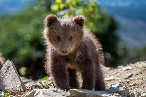 A young brown bear cub is seen in the wild, traversing a rocky hillside. The bear cub moves gracefully over the uneven terrain, showcasing its natural agility and curiosity
