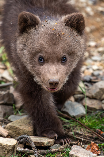 Young brown bear cub in the forest. Animal in the nature habitat. Wildlife scene from Europe. Cub of brown bear without mother.