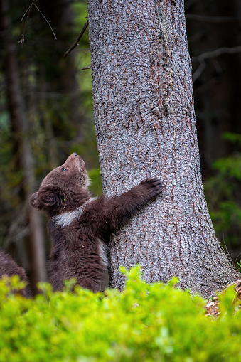Young brown bear cub in the forest. Animal in the nature habitat. Wildlife scene from Europe. Cub of brown bear without mother.