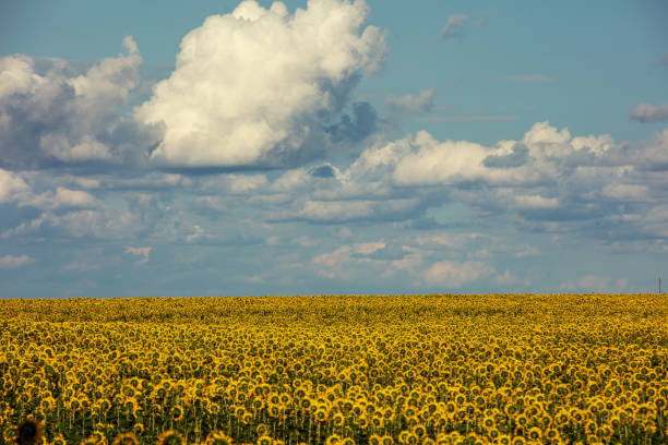 Sunflower field with beautiful sky. Aerial view