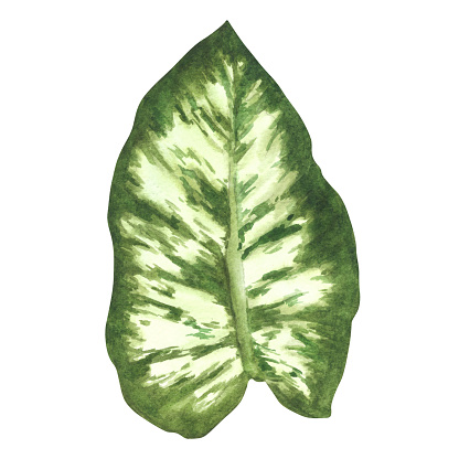 Tropical calathea leaves jungle plants. House plants calathea leaf, exotic tropical foliage. Watercolor hand drawn illustration. Home floral jungle for greeting card print. Isolated white background.