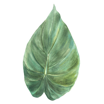 Tropical leaves, jungle greenery. House plants caladium leaf, exotic tropical foliage. Watercolor hand drawn illustration. Home decor, urban jungle for sticker, card print. Isolated white background.