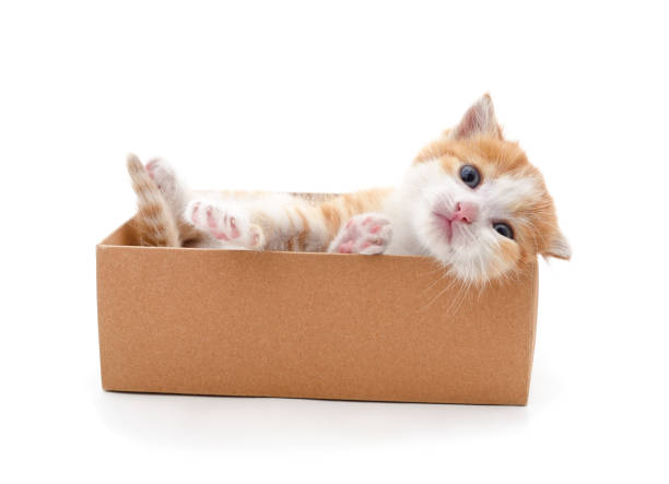 istock Little cat in the box. 2149978939