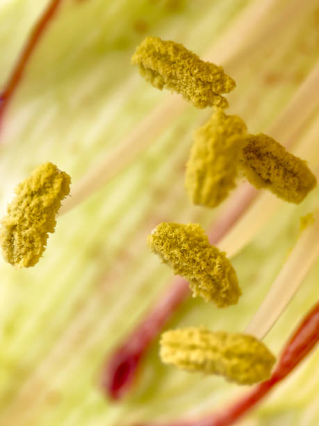 Extreme Close up of a flowering Amaryllis, Amaryllidaceae, Hippeastrum, Asparagales
