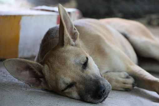Young dog brown color sleeping alone on concrete floor in summer