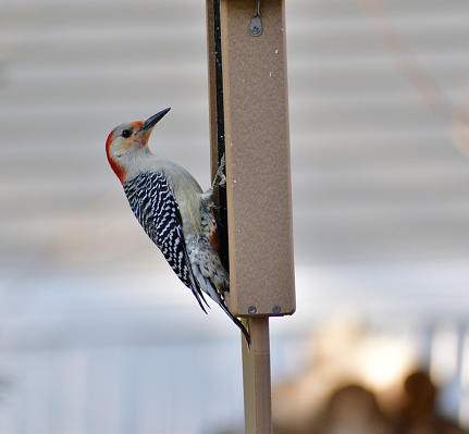 Red Bellied Woodpecker on a feedder
