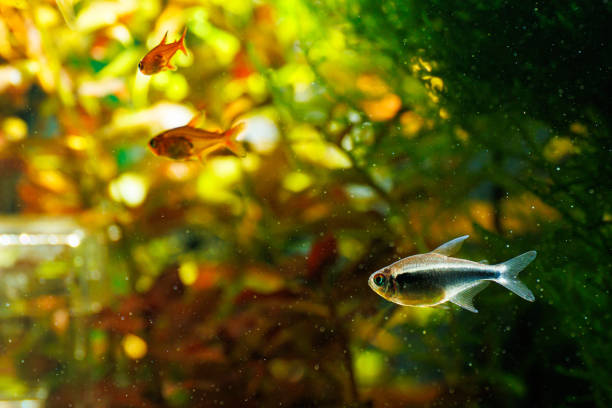 Small cyan and orange fish, swimming in an aquarium, green and orange water plants and algae in the background