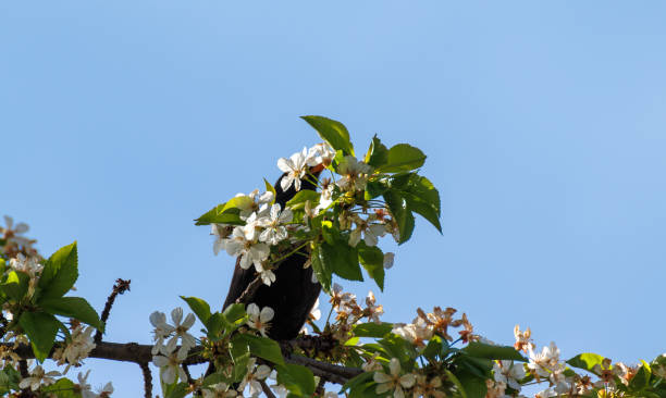 A black bird with orange beak, hiding behind white flowers and green leaves on a tree branch in early spring