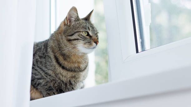 istock Gray tabby car sitting on a window sill, staring outside 2149979771