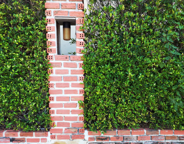 istock The climbing plants growing on the wall 2149979784