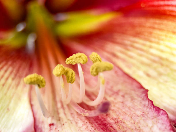 Extreme Close up of a flowering Amaryllis, Amaryllidaceae, Hippeastrum, Asparagales
