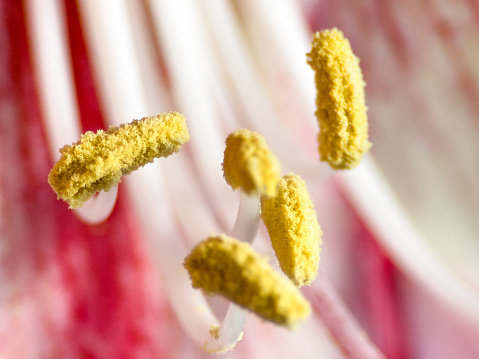 Extreme Close up of a flowering Amaryllis, Amaryllidaceae, Hippeastrum, Asparagales