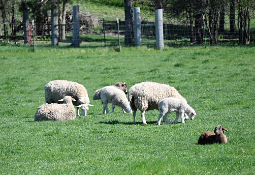 Sheep grazing and resting in the green pasture.