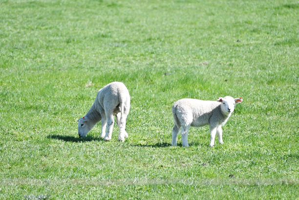 istock Two Lambs in the Pasture 2149982089
