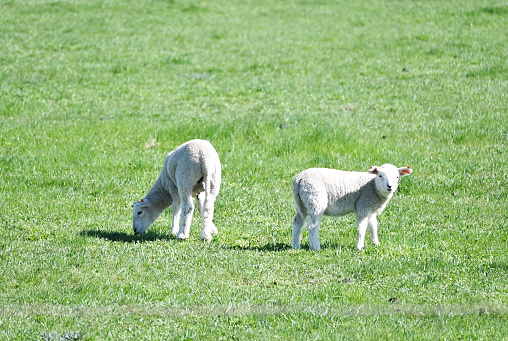 Two lambs grazing and staring.