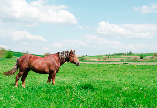 Beautiful shiny brown horse in a green field
