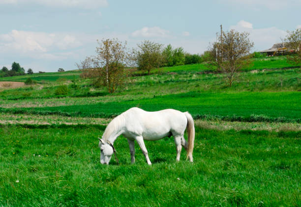 Close up of Horse´s Head when Grazing on Pasture