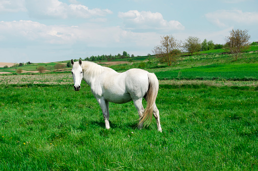 Beautiful shiny white horse in a green field