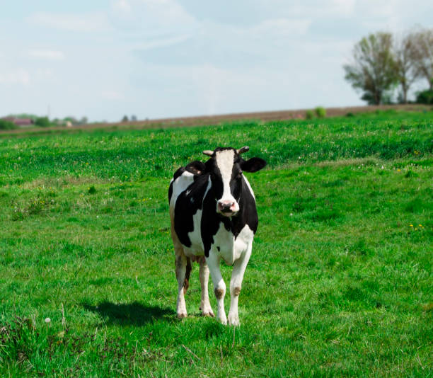 istock Black and white cow on green meadow in sunny spring day 2149982272
