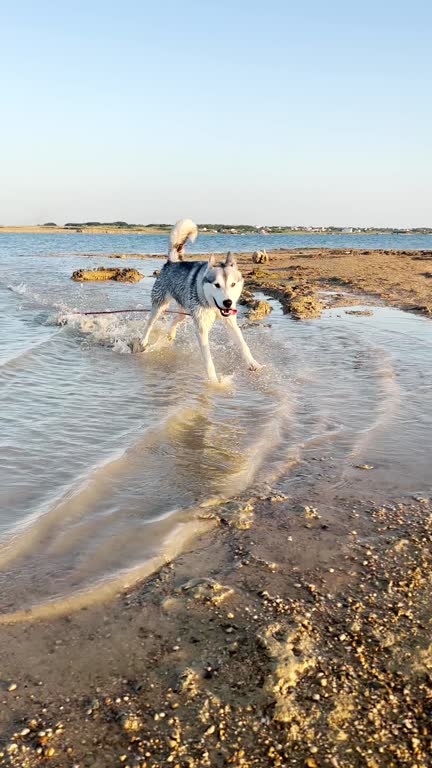 Husky happily jumps in the shallow sea by the shore.