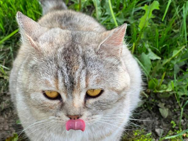 istock Cute cat licks its tongue. 2149985207
