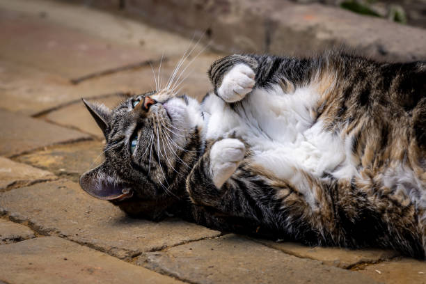 istock A cute fluffy tabby cat outside in the sunshine 2149985301