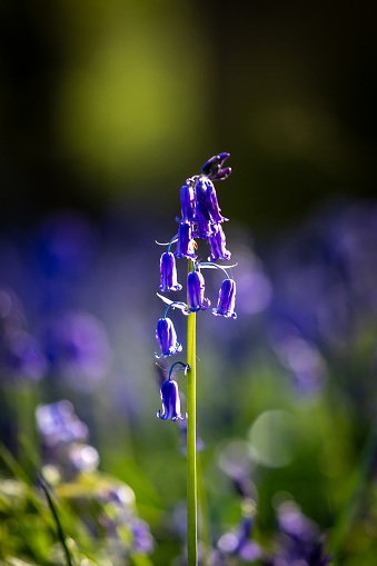 A close up of a bluebell in the spring sunshine, with a shallow depth of field