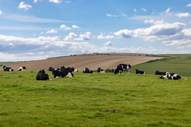 istock Cattle on a South Downs hillside, on a sunny spring day 2149986033
