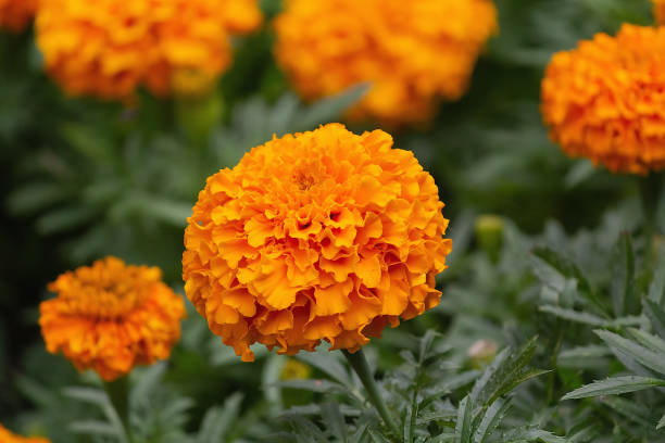 istock Tagetes erecta. Close up of beautiful orange marigold flowe 2149986241