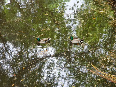 mallard ducks swimming in a lake inside Jardin du Grand Rond a public park in Toulouse city in France