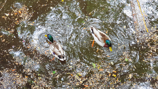 mallard ducks swimming in a lake inside Jardin du Grand Rond a public park in Toulouse city in France