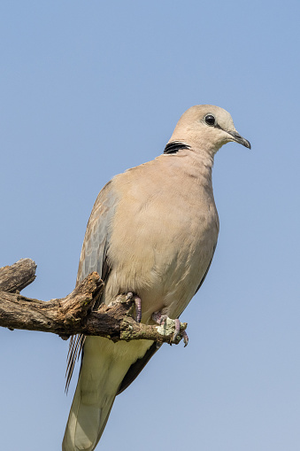 Ring-necked dove (Gewone tortelduif) (Streptopelia capicola) at Satara in the Kruger National Park, Limpopo, South Africa