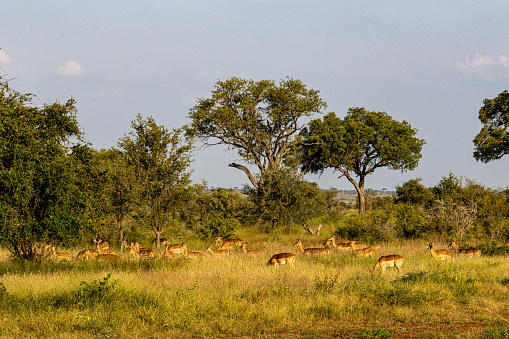 A herd of impala in a magic lowveld bush landscape near Satara in the Kruger National Park, Limpopo, South Africa